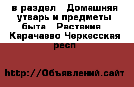  в раздел : Домашняя утварь и предметы быта » Растения . Карачаево-Черкесская респ.